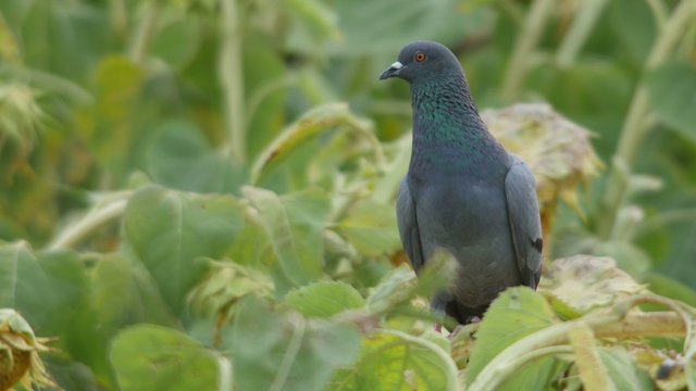 pigeon standing peacefully on the sunflower shoot and flying away