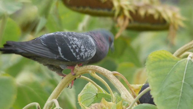 a pigeon is trying to eat sunflower seed in the agricultural field