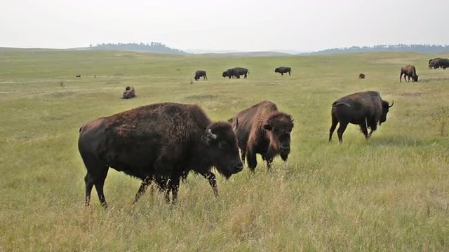 Herd of Buffalo in Custer State Park in South Dakota