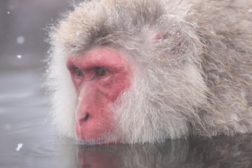 【 SNOW MONKEY 】地獄谷野猿公苑(JIGOKUDANI MONKEY PORK)
