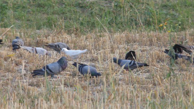 many pigeons are eating rice on the paddy field