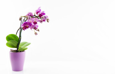 Lila Orchidee im Topf