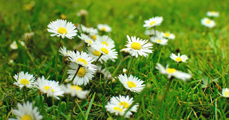 Frühlingsbote Gänseblümchen :)