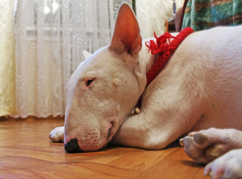 English bull Terrier sleeps on the floor