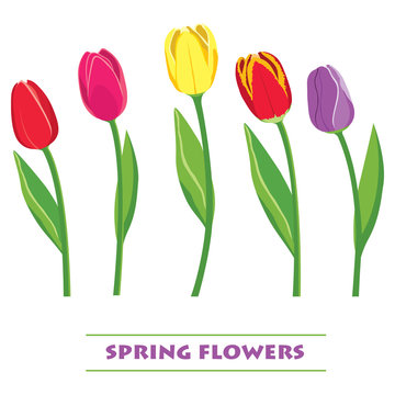 Vector colored tulips. Spring flowers