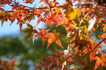 Red and orange maple leaf in mid autumn Japan