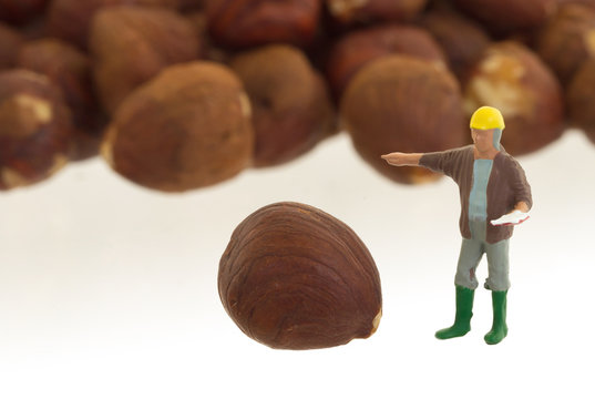 Miniature worker working with hazelnuts