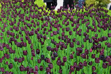 Czarne tulipany