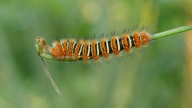 4K Echo Moth (Seirarctia echo) Caterpillar 4