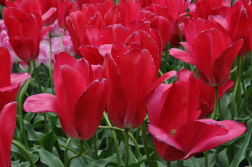 Tulipany