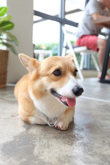 Corgi dog 