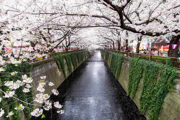 Obraz premium Kanał Meguro w Tokio podczas kwitnienia wiśni wiosną