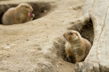 curious what that is