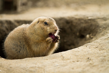 hungry ground hog