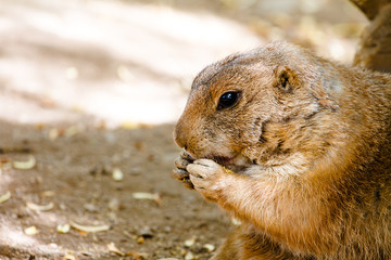 groundhog eating food