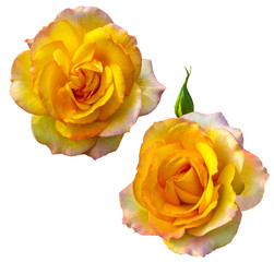 yellow roses isolated on white background