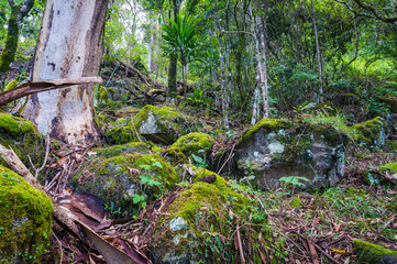 Nature, rainforest in Lamington National Park, Queensland, Austr