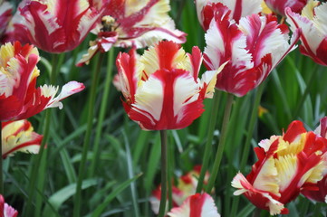 Tulipany © sorensen15