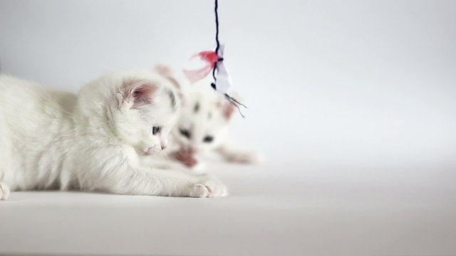 White fluffy kittens are having fun