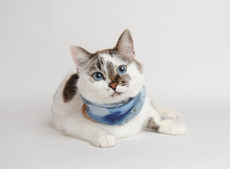 Cat in a blue scarf lying