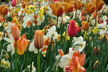 Fototapeta premium Tulipany