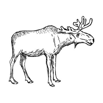illustration vector doodle hand drawn of sketch moose isolated on white