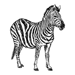 Fototapeta na wymiar illustration vector doodle hand drawn of sketch zebra standing isolated on white