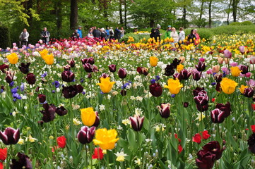 Obraz premium Tulipany