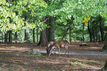 Two deer in a forest