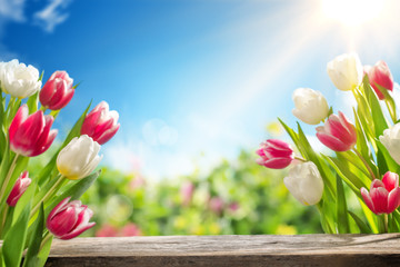 Spring tulips © powerstock