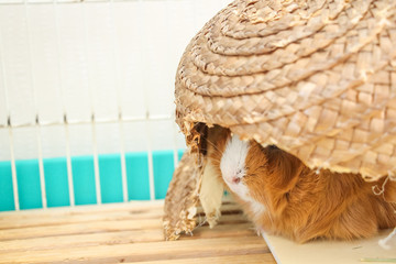 Guinea pig in a hideout