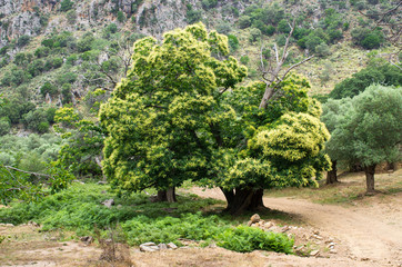 Chestnut trees with flowers © CCat82