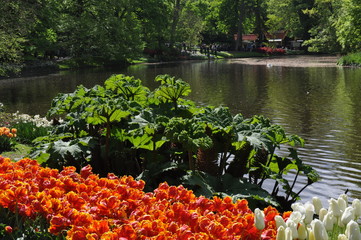 Naklejka premium Tulipany