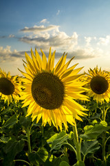 blooming sunflowers in Loire Valley