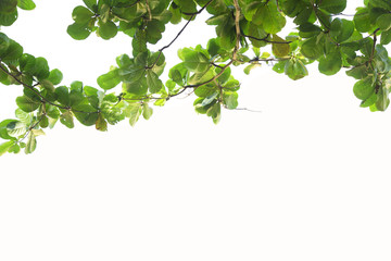 Fototapeta na wymiar Blurred green foliage in summer with white background