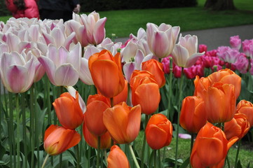 Naklejka premium Tulipany