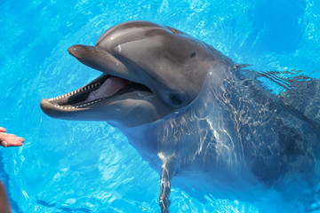 Fototapeta premium Smiling dolphin. dolphins swim in the pool
