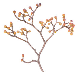 European cornel branch