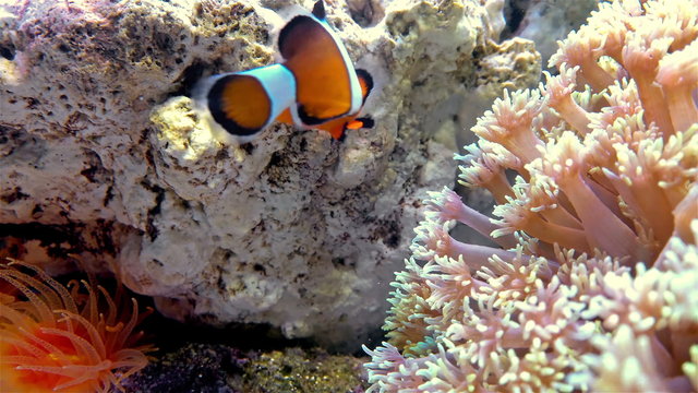 clown fish swimming in a tank with coral 4K