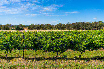 Fototapeta na wymiar Australian vineyard with rural nature background