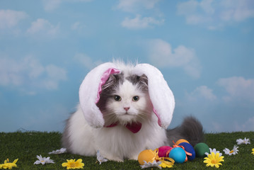 cat in the suit bunny celebrates Easter
