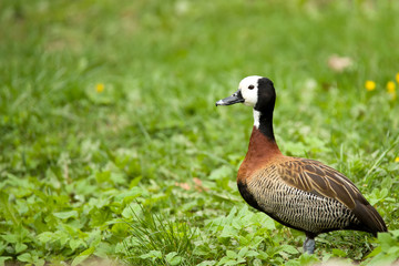 white-faced whistling duck