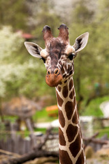 close up Giraffe portrait