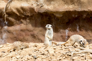 meerkat or suricate