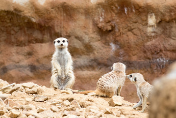 Fototapeta premium meerkat or suricate