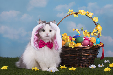 cat in the suit bunny celebrates Easter
