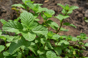 mint plant grown at vegetable garden
