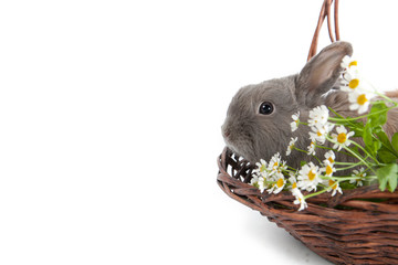 grey bunny sitting with flowers in a basket