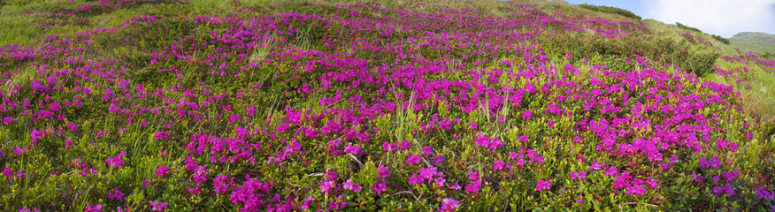 Fototapeta premium rhododendrons Chornogory