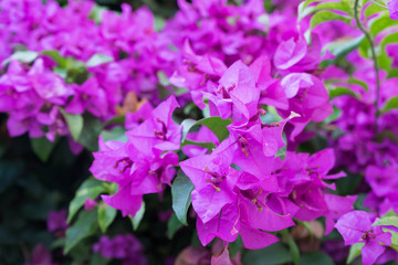 Fototapeta na wymiar purple bougainvillea flower in garden, selective focus